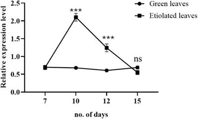 Broccoli (Brassica oleracea var. italica) leaves exhibit significant antidiabetic potential in alloxan-induced diabetic rats: the putative role of ABC vacuolar transporter for accumulation of Quercetin and Kaempferol